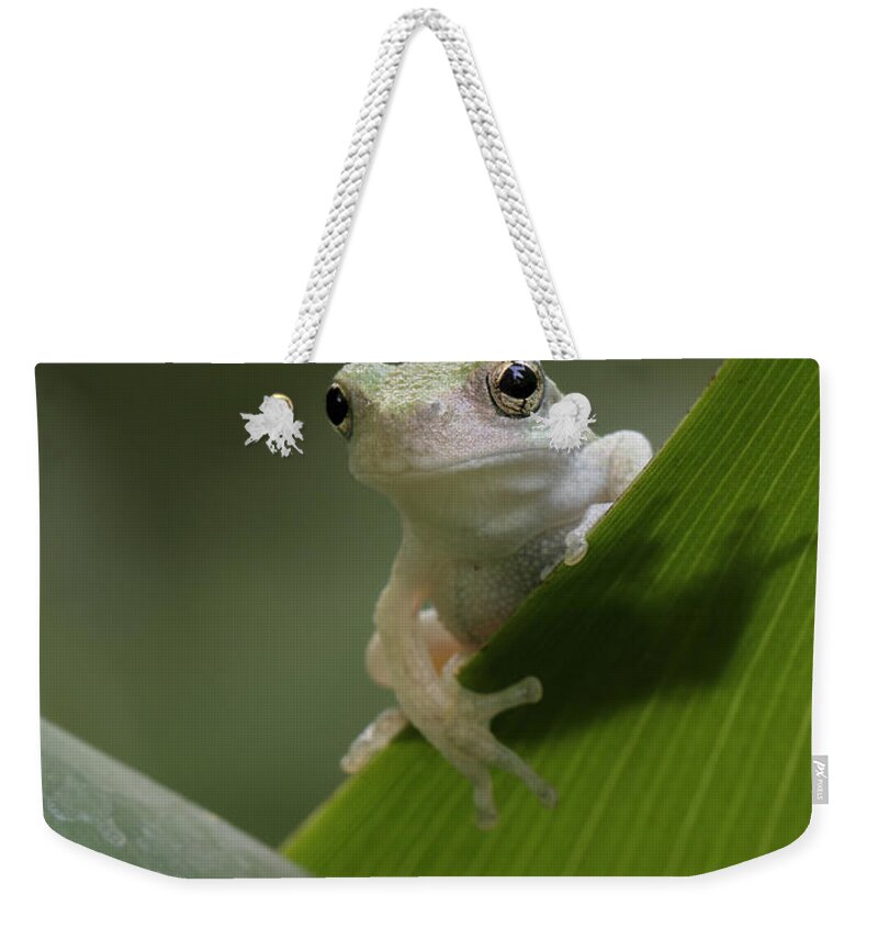 Grey Treefrog Weekender Tote Bag featuring the photograph Juvenile Grey Treefrog by Daniel Reed