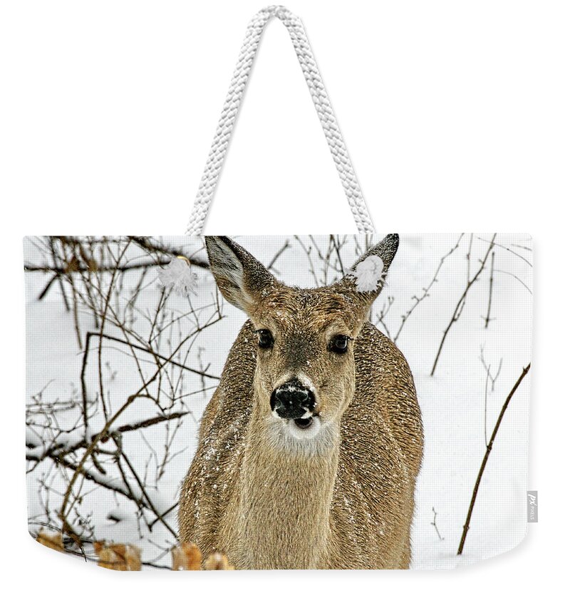 Kansas Weekender Tote Bag featuring the photograph Kansas White Tail Deer in Snow by Alan Hutchins
