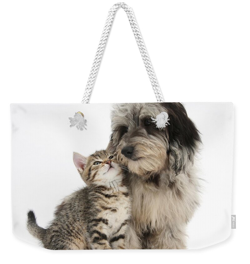 Nature Weekender Tote Bag featuring the photograph Kitten And Daxie-doodle Puppy by Mark Taylor