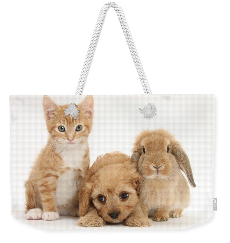 Animal Weekender Tote Bag featuring the photograph Kitten, Puppy And Rabbit by Mark Taylor