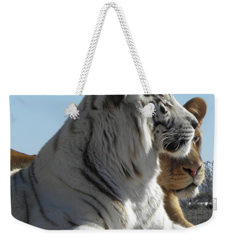 Tiger Weekender Tote Bag featuring the photograph Kitty Kitty by Kim Galluzzo