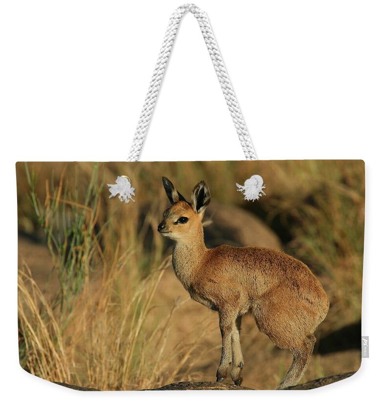 Africa Weekender Tote Bag featuring the photograph Klipspringer Female by Bruce J Robinson