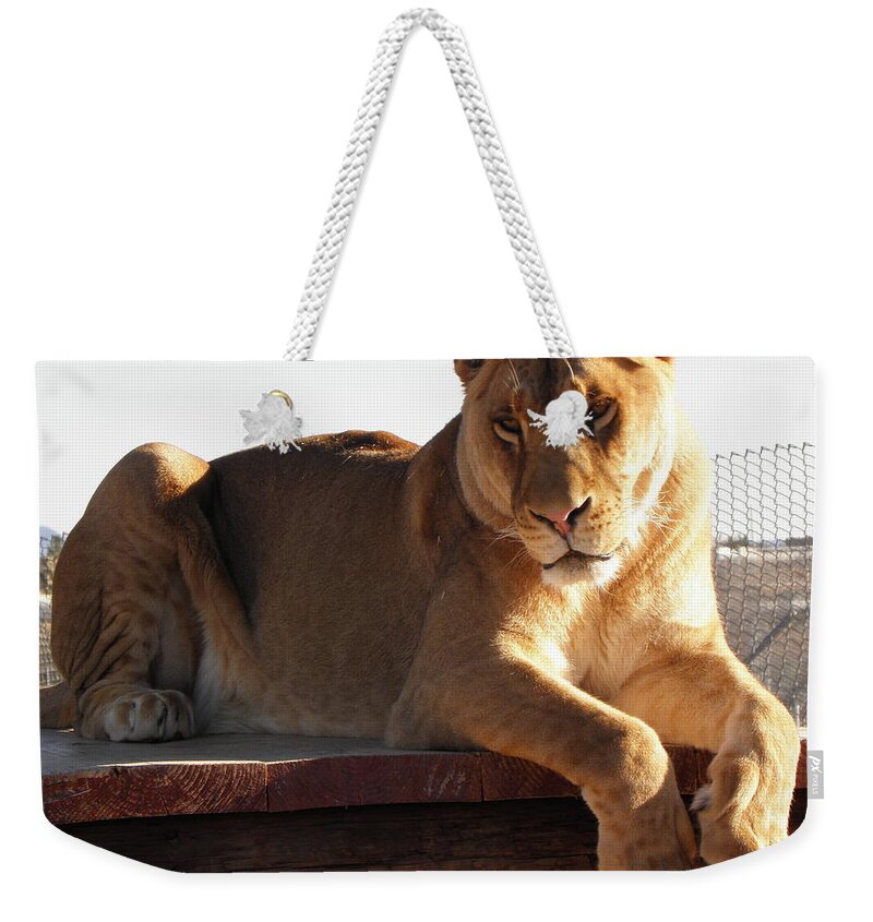Lion Weekender Tote Bag featuring the photograph Kumba the Lion by Kim Galluzzo