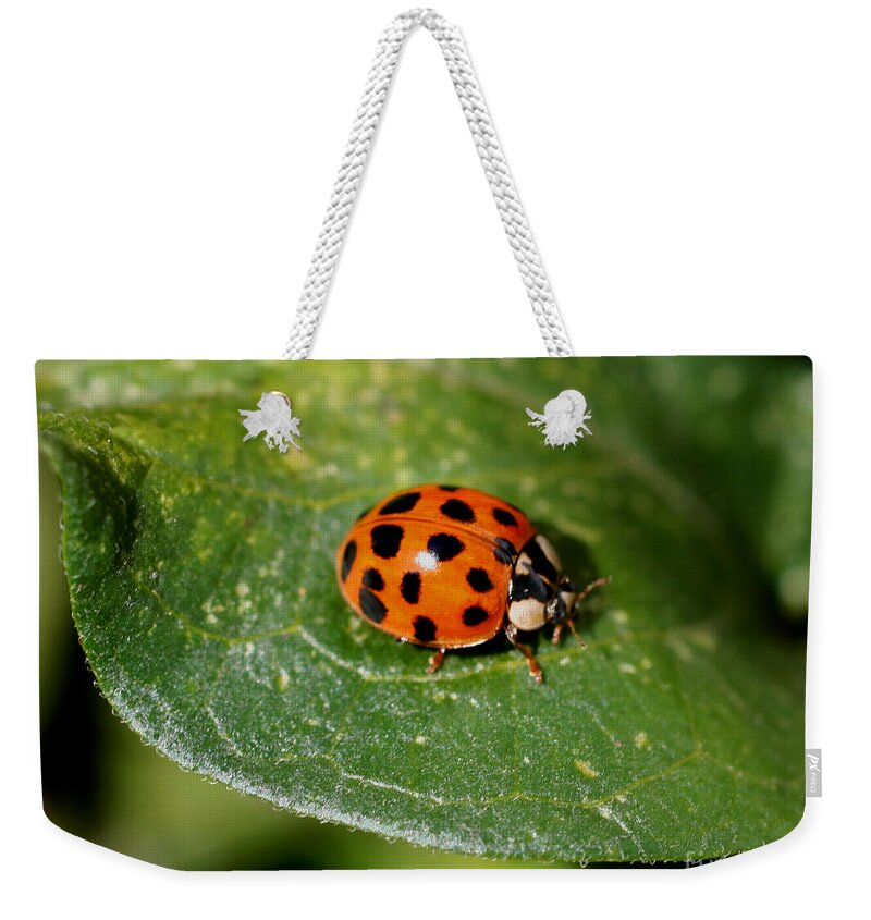 Ladybug Weekender Tote Bag featuring the photograph Ladybug by Smilin Eyes Treasures
