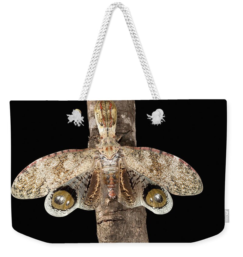 Mp Weekender Tote Bag featuring the photograph Lantern Bug Fulgora Laternaria by Christian Ziegler