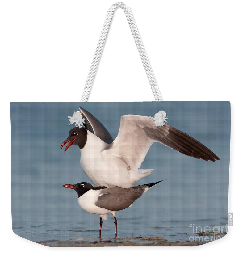 Clarence Holmes Weekender Tote Bag featuring the photograph Laughing Gulls Mating by Clarence Holmes