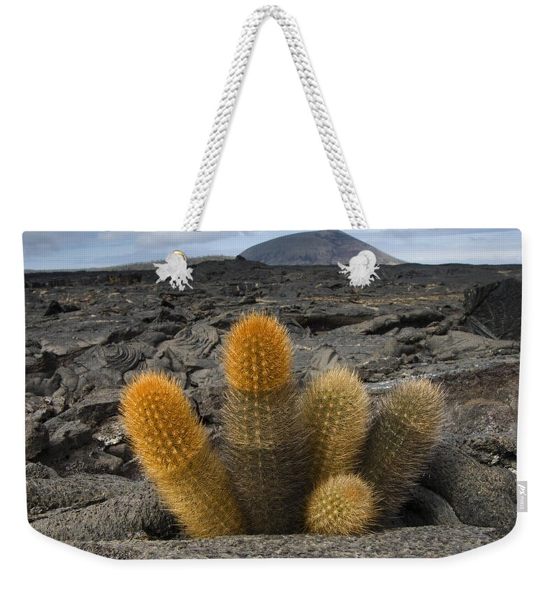 Mp Weekender Tote Bag featuring the photograph Lava Cactus Brachycereus Nesioticus by Pete Oxford