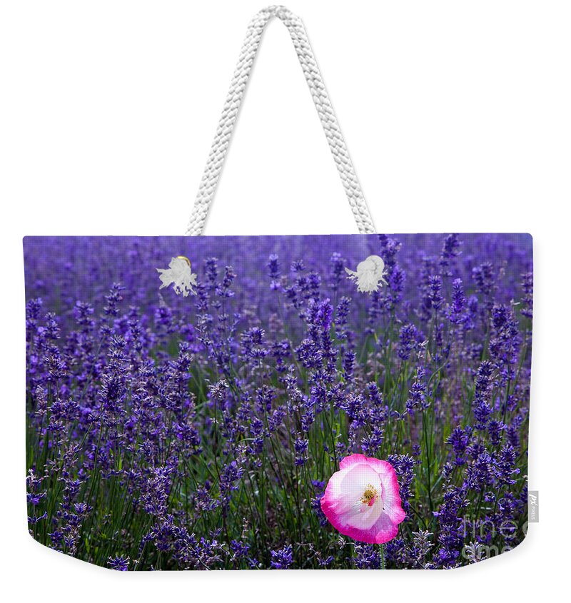 Abundance Weekender Tote Bag featuring the photograph Lavender field with poppy by Simon Bratt