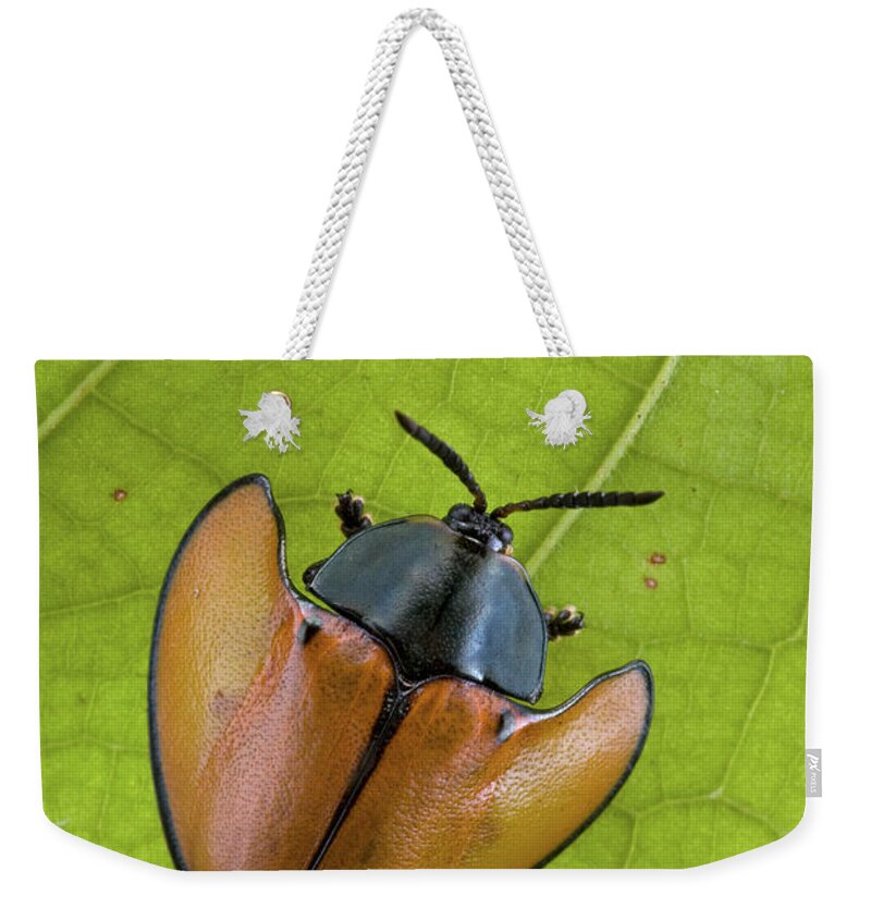 00479242 Weekender Tote Bag featuring the photograph Leaf Beetle Paramaribo Surinam by Piotr Naskrecki