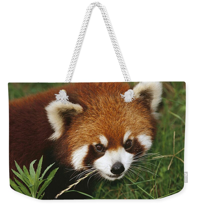 00750553 Weekender Tote Bag featuring the photograph Lesser Panda Portrait China by Mark Moffett