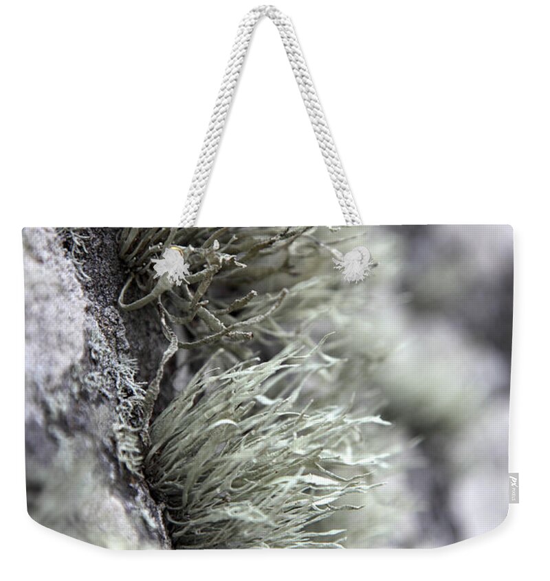 Biological Weekender Tote Bag featuring the photograph Lichen Niebla Podetiaforma by Ted Kinsman