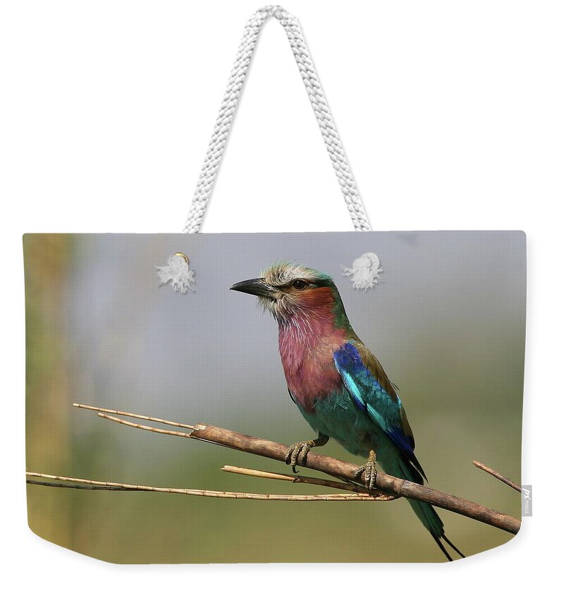 Botswana Weekender Tote Bag featuring the photograph Lilac-breasted Roller by Bruce J Robinson
