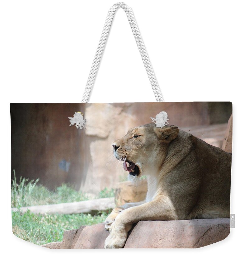 Lion Weekender Tote Bag featuring the photograph Lion at Brookfield Zoo in Chicago IL by Peter Ciro