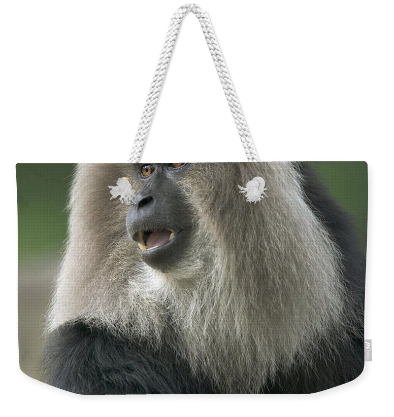 Mp Weekender Tote Bag featuring the photograph Lion-tailed Macaque Macaca Silenus Male by Cyril Ruoso