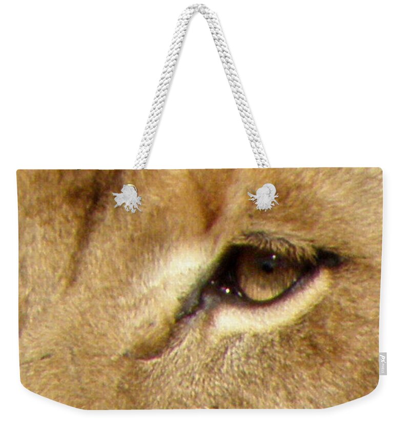 Lion Weekender Tote Bag featuring the photograph Lioness Eyes by Kim Galluzzo Wozniak