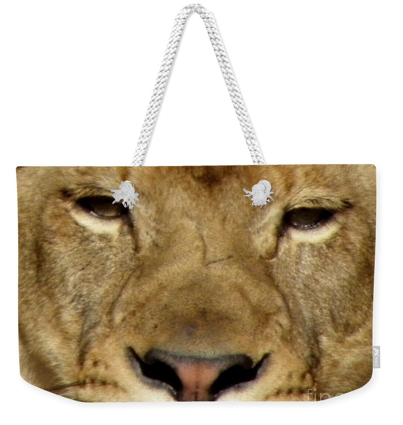 Lioness Weekender Tote Bag featuring the photograph Lioness by Kim Galluzzo
