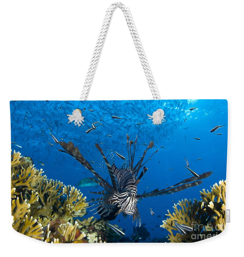 Fish Weekender Tote Bag featuring the photograph Lionfish Foraging Amongst Corals by Steve Jones