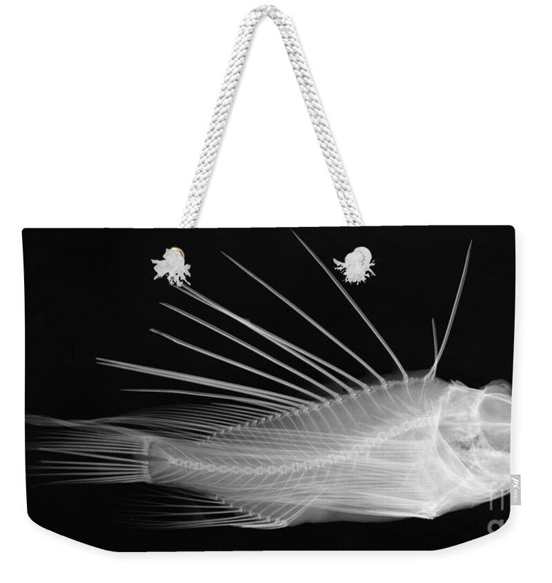 Fish Weekender Tote Bag featuring the photograph Lionfish X-ray by Ted Kinsman