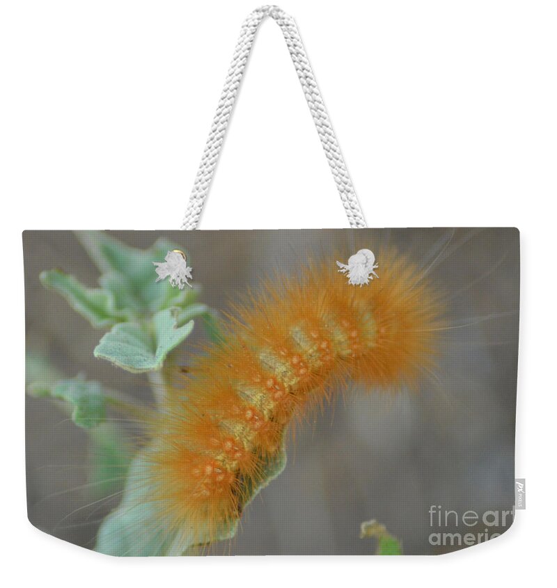 Caterpillar Weekender Tote Bag featuring the photograph Little Yellow Caterpillar by Donna Greene