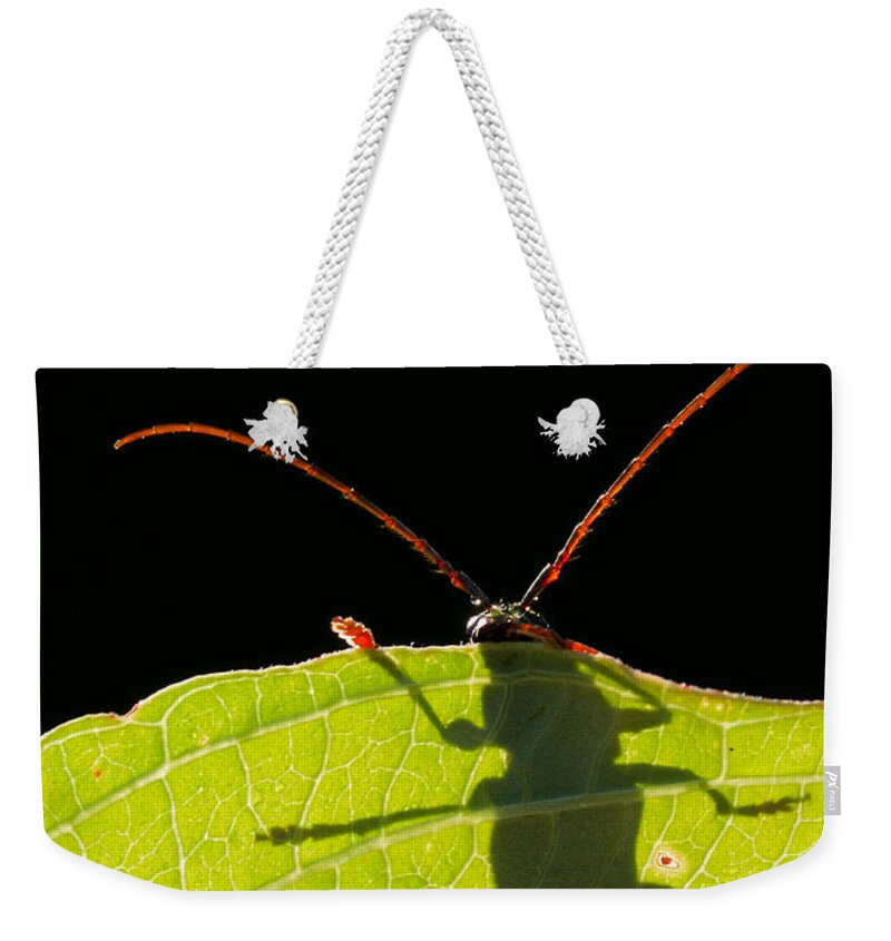 Locust Weekender Tote Bag featuring the photograph Locust Borer by Mircea Costina Photography