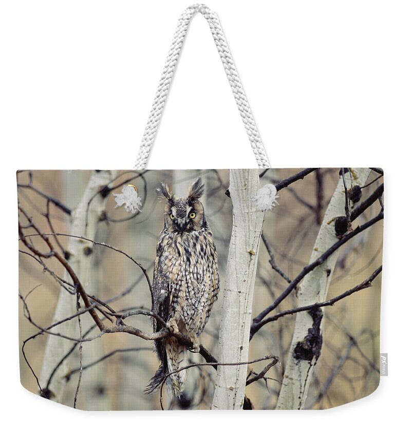 00170604 Weekender Tote Bag featuring the photograph Long Eared Owl Perching In A Tree by Tim Fitzharris