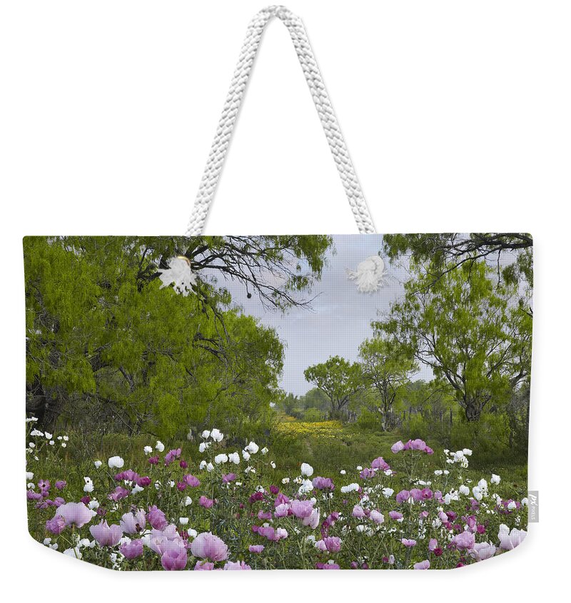 00442656 Weekender Tote Bag featuring the photograph Long Pricklyhead Poppy Field by Tim Fitzharris