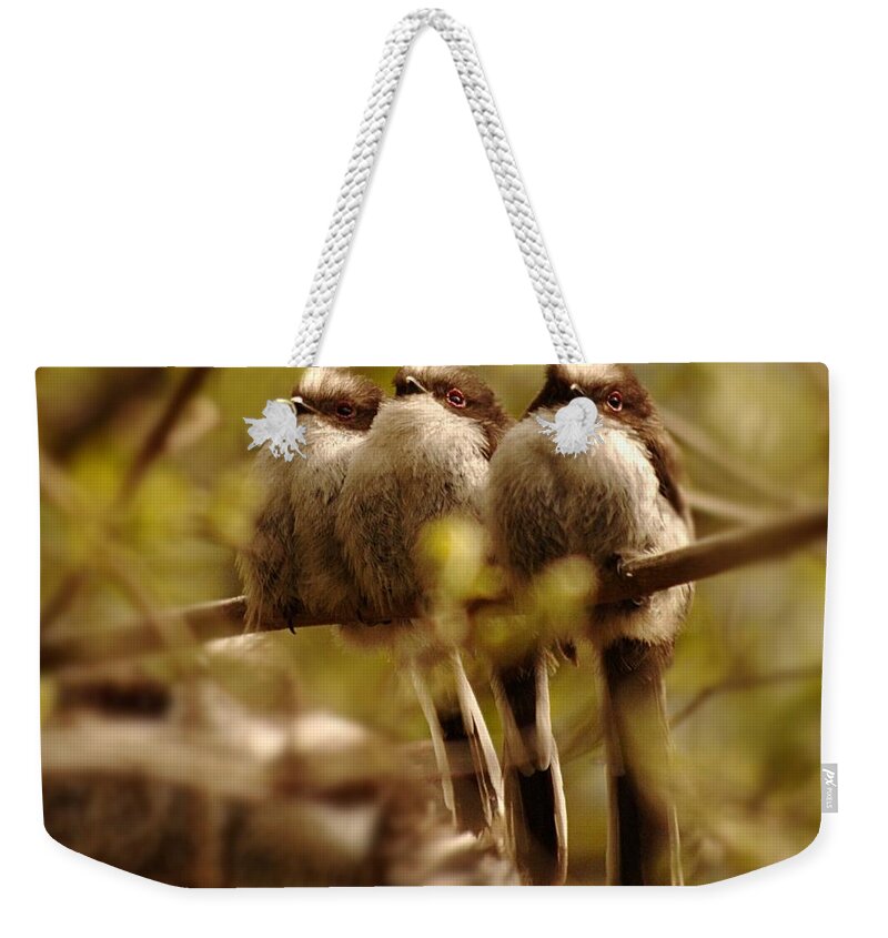 Long Tailed Tits Weekender Tote Bag featuring the photograph Longtailed Tit Fledglings by Gavin Macrae