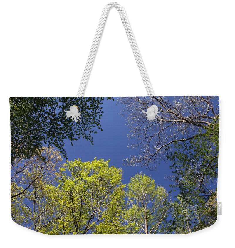 Tree Weekender Tote Bag featuring the photograph Looking Up In Spring by Daniel Reed