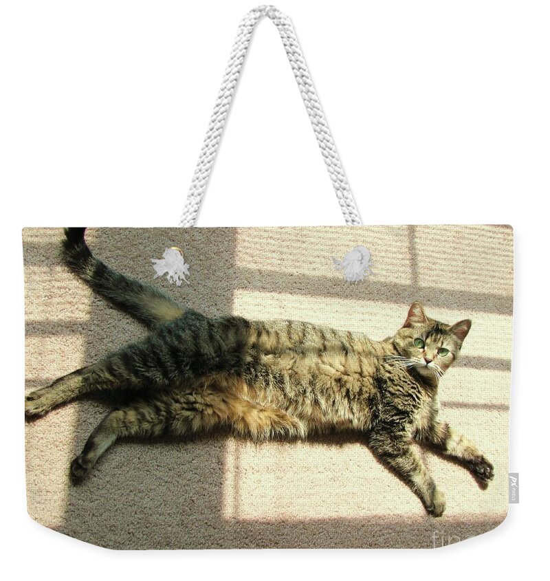 Cat Weekender Tote Bag featuring the photograph Lying in the sunlight by Michelle Powell