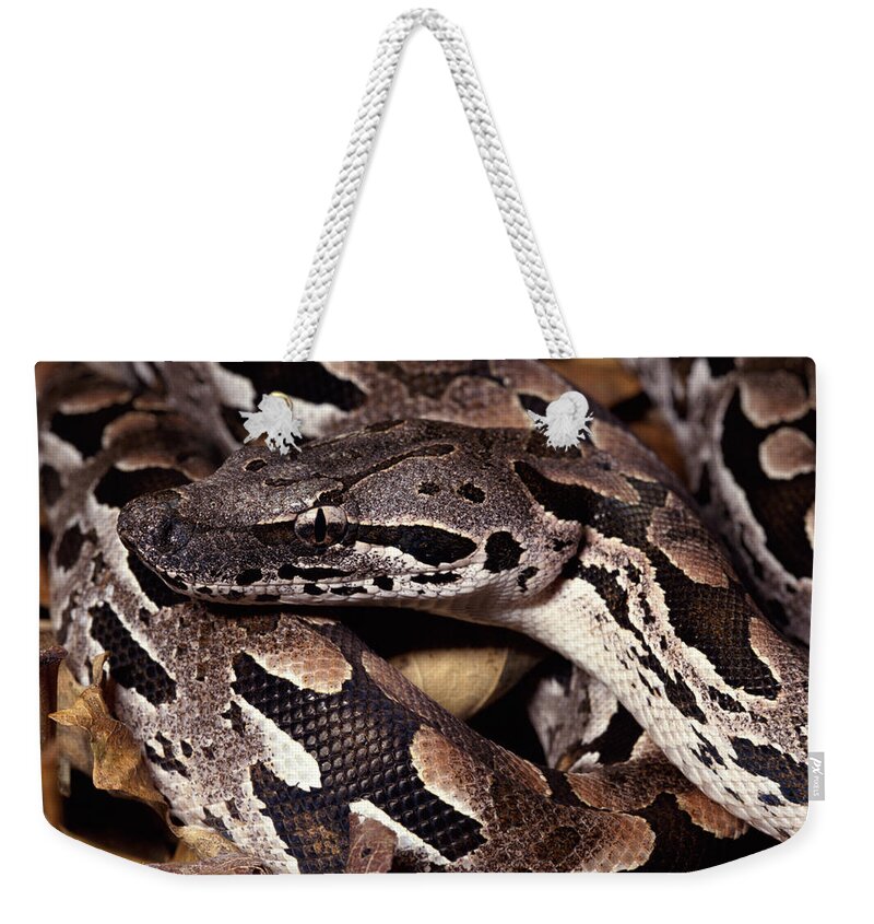 Mp Weekender Tote Bag featuring the photograph Madagascar Ground Boa Acrantophis by Michael & Patricia Fogden