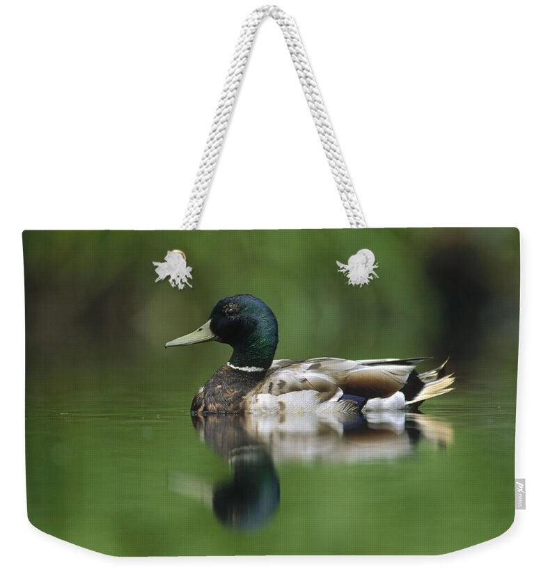00171811 Weekender Tote Bag featuring the photograph Mallard Male Portrait Vancouver Island by Tim Fitzharris