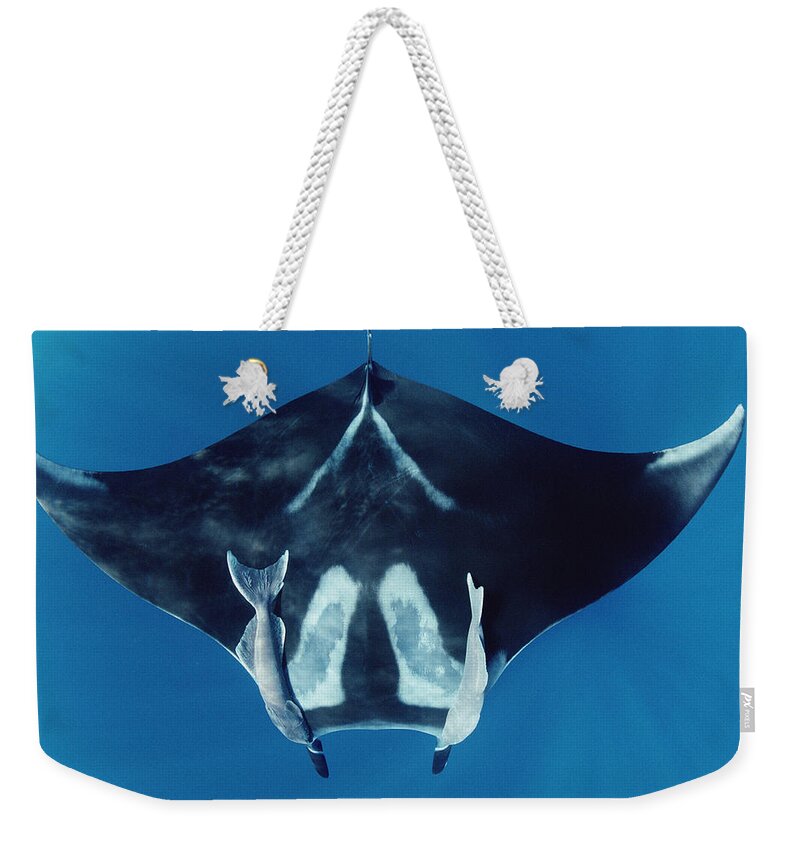 00109727 Weekender Tote Bag featuring the photograph Manta Ray With Remoras Hallcion Reef by Flip Nicklin