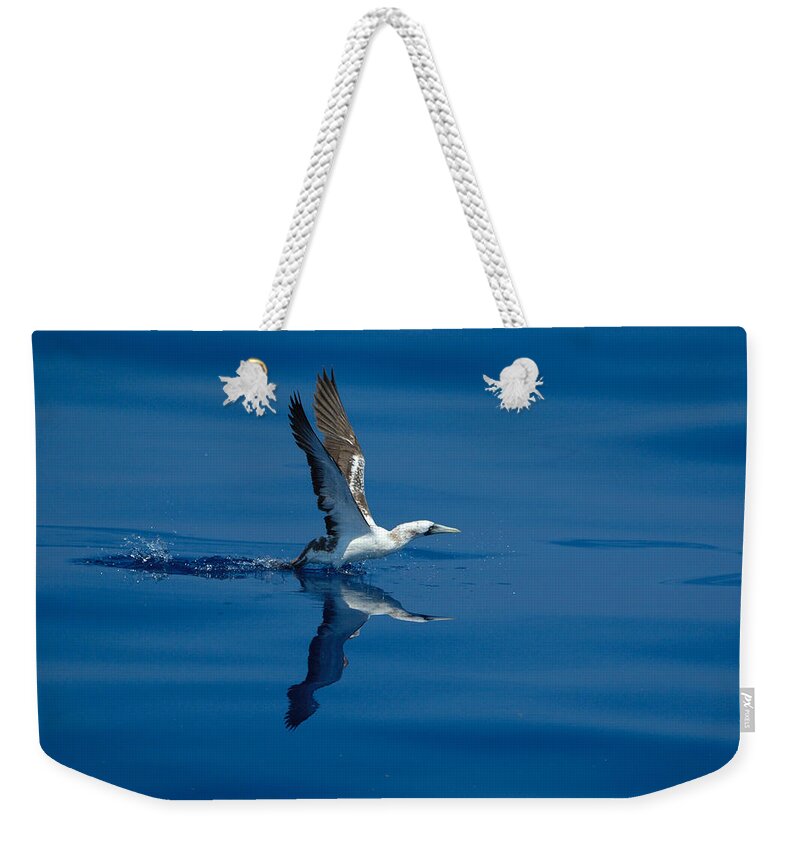 Masked Booby Weekender Tote Bag featuring the photograph Masked Booby by Bradford Martin