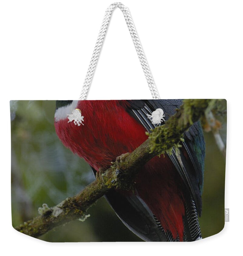 Mp Weekender Tote Bag featuring the photograph Masked Trogon Trogon Personatus Male by Pete Oxford