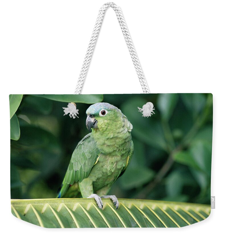 Mp Weekender Tote Bag featuring the photograph Mealy Parrot Amazona Farinosa Perching by Michael & Patricia Fogden