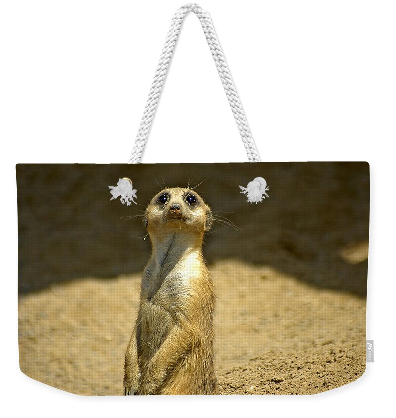 Meerkat Weekender Tote Bag featuring the photograph Meerkat Sentry by Carolyn Marshall