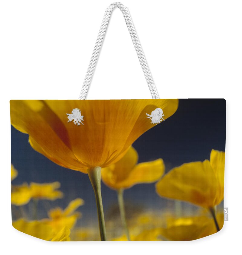 00170928 Weekender Tote Bag featuring the photograph Mexican Golden Poppy Detail New Mexico by Tim Fitzharris