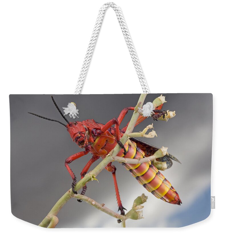 00298595 Weekender Tote Bag featuring the photograph Milkweed Grasshopper South Africa by Piotr Naskrecki