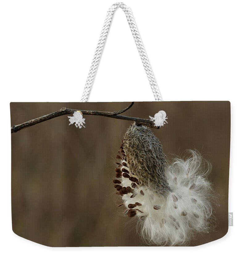 Asclepias Syriaca Weekender Tote Bag featuring the photograph Milkweed Seed Pod Opening by Daniel Reed