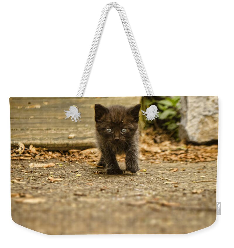 Kitten Weekender Tote Bag featuring the photograph Miniature Stalker by Heather Applegate