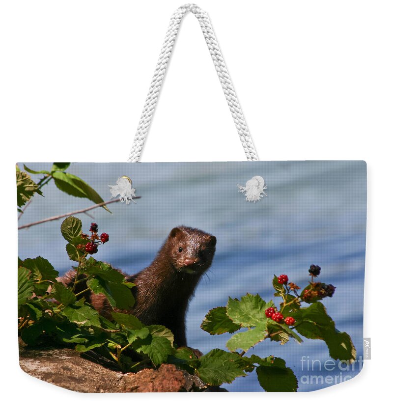 Mink Weekender Tote Bag featuring the photograph Mink In Blackberries. by Mitch Shindelbower