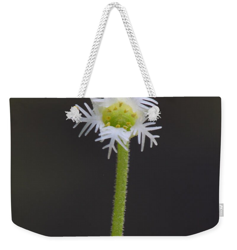 Miterwort Weekender Tote Bag featuring the photograph Miterwort Flowers by Daniel Reed