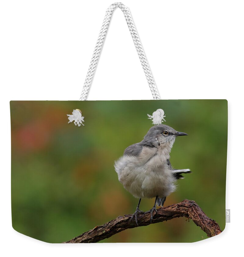 Mocking Bird Weekender Tote Bag featuring the photograph Mocking Bird Perched In The Wind by Daniel Reed