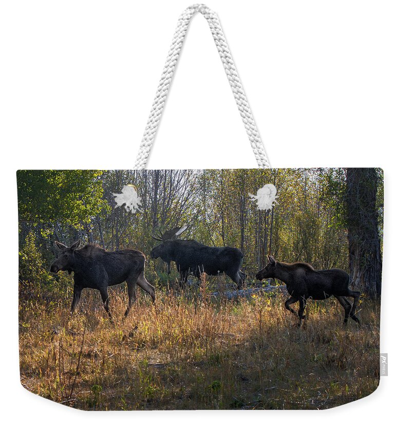 2012 Weekender Tote Bag featuring the photograph Moose Family by Ronald Lutz