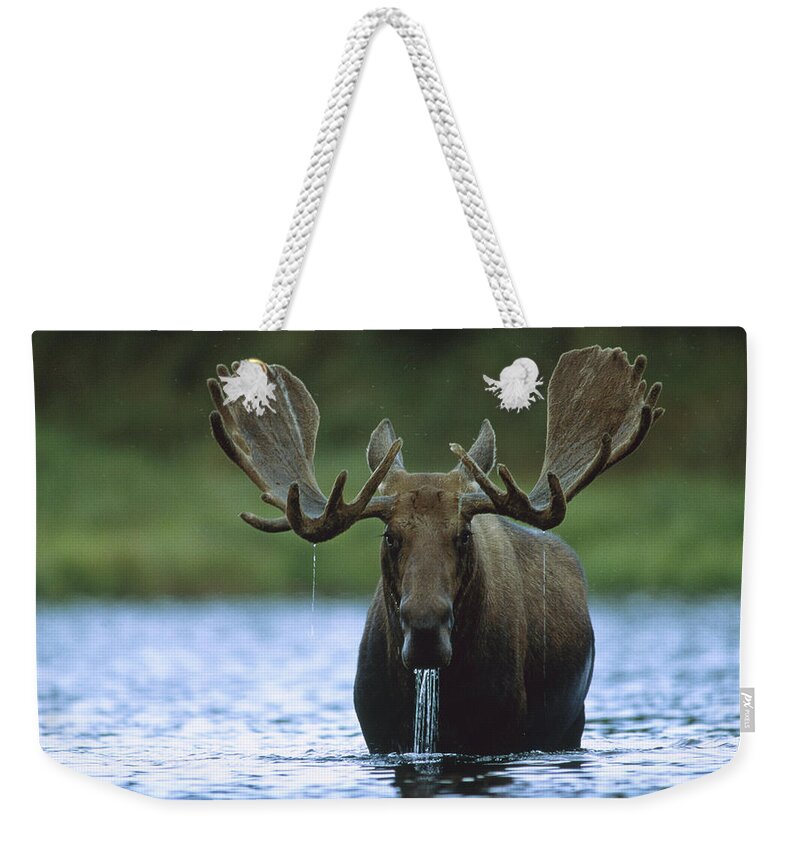 00172624 Weekender Tote Bag featuring the photograph Moose Male Raising Its Head While by Tim Fitzharris
