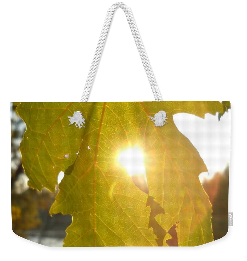 Sun Weekender Tote Bag featuring the photograph Morning Sun Thru Maple Leaf by Kent Lorentzen