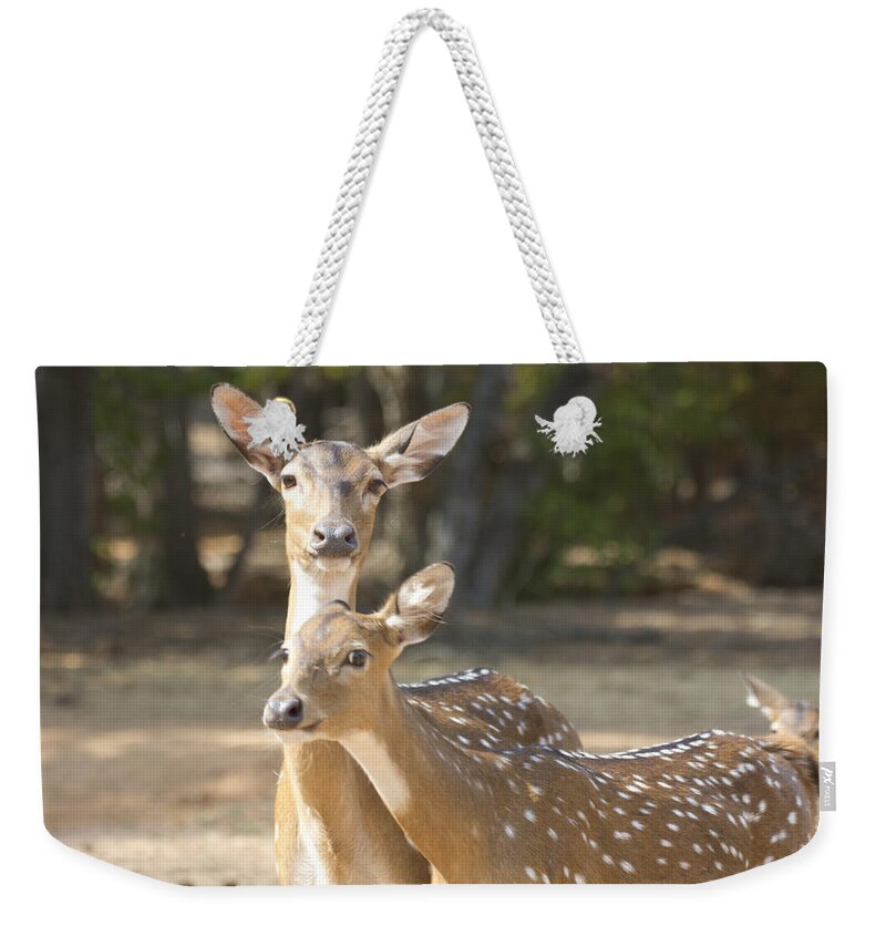 Deer Weekender Tote Bag featuring the photograph Mother and Child V3 by Douglas Barnard
