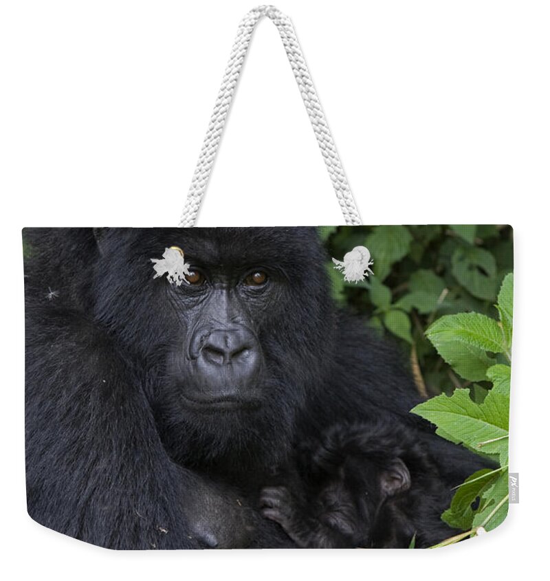00427965 Weekender Tote Bag featuring the photograph Mountain Gorilla Mother And Infant Parc by Suzi Eszterhas