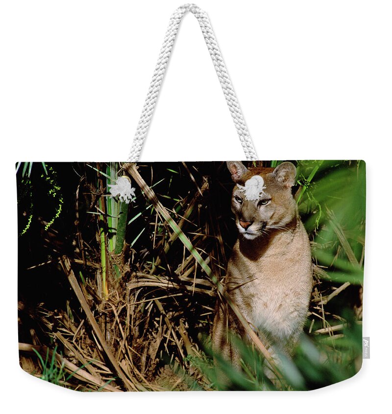 Mp Weekender Tote Bag featuring the photograph Mountain Lion Puma Concolor Portrait by Claus Meyer