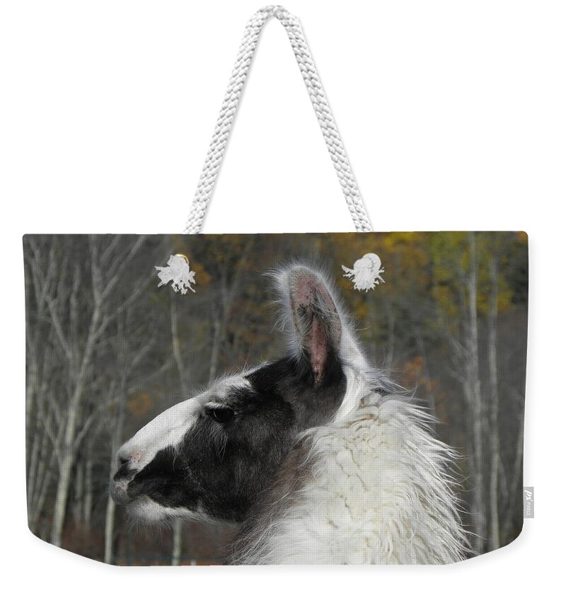 Alpaca Weekender Tote Bag featuring the photograph Mr Alpaca in the country by Kim Galluzzo Wozniak